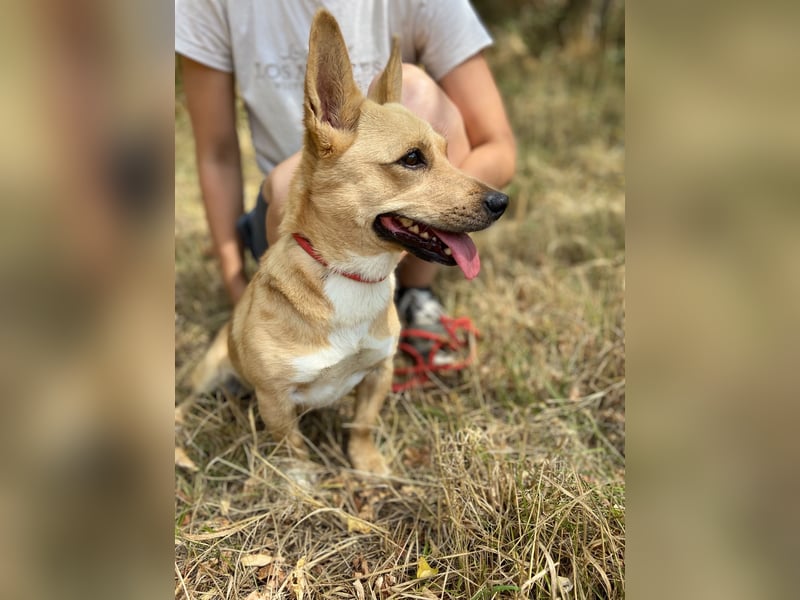 Klitzekleine, super nette  Hundedame, kastriert, 25cm, 2,5J.