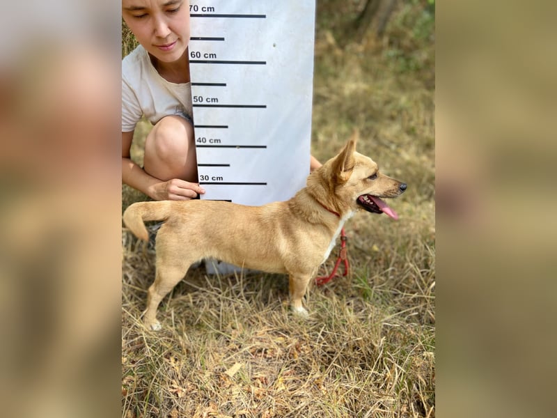 Klitzekleine, super nette  Hundedame, kastriert, 25cm, 2,5J.