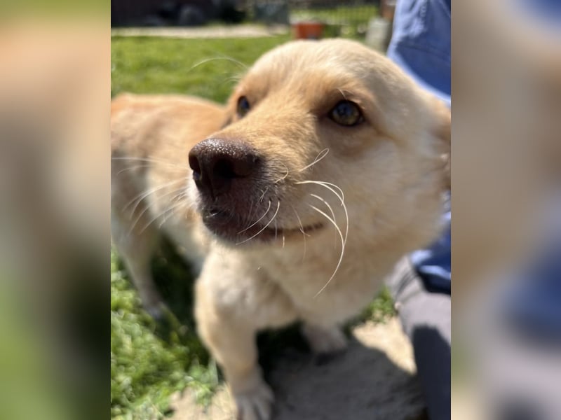 Casper ein kleiner sanfter Engel