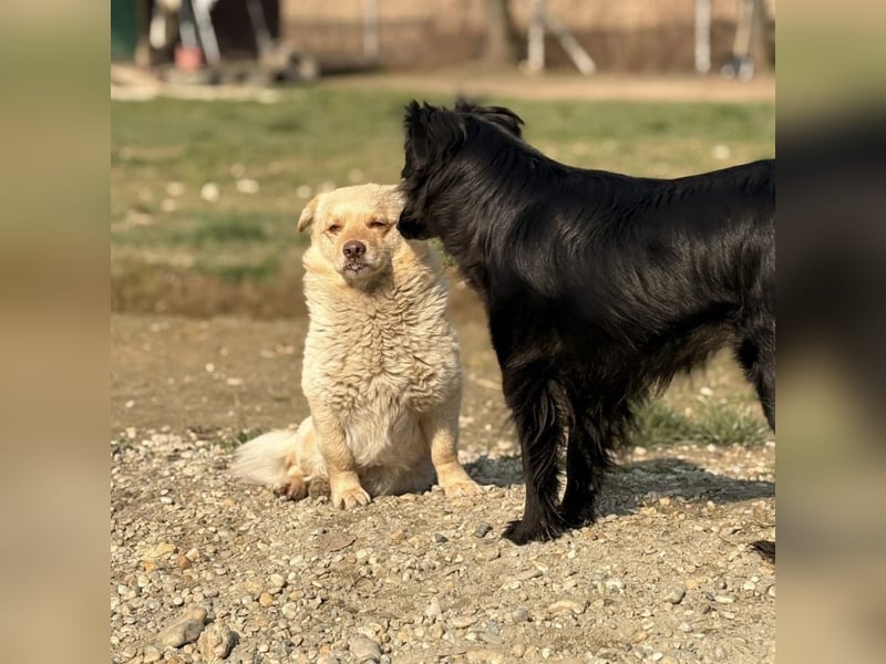 Casper ein kleiner sanfter Engel