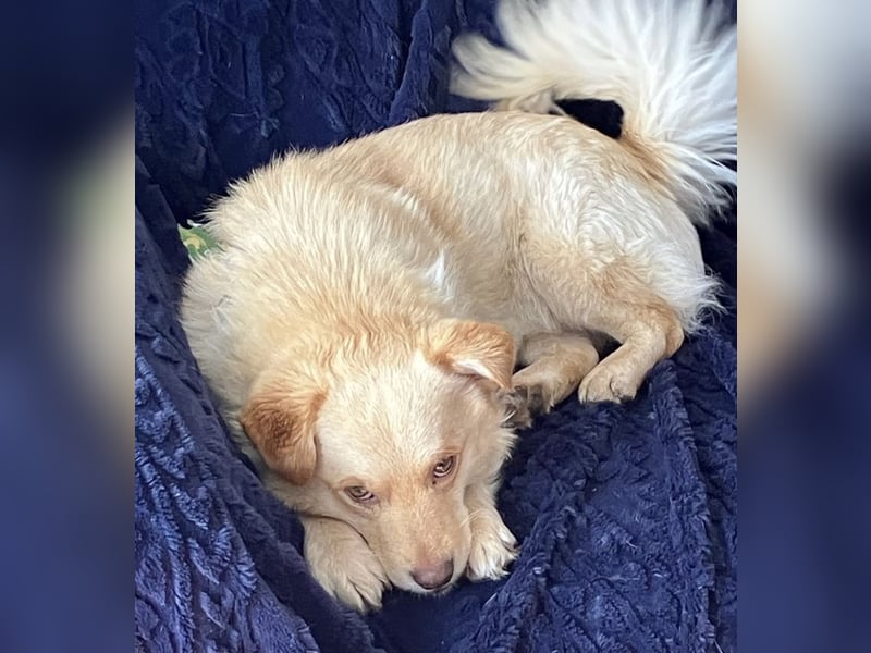 Casper ein kleiner sanfter Engel