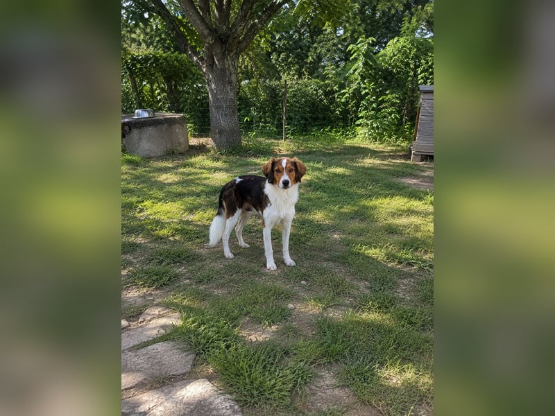 Cooper in 9100 Herisau sucht neues Zuhause