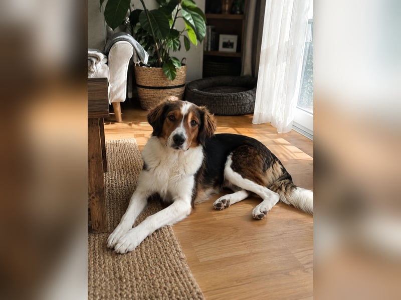 Cooper in 9100 Herisau sucht neues Zuhause