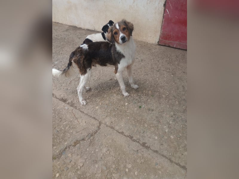 Cooper in 9100 Herisau sucht neues Zuhause
