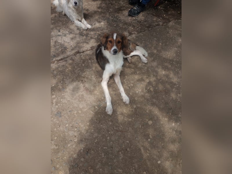 Cooper in 9100 Herisau sucht neues Zuhause