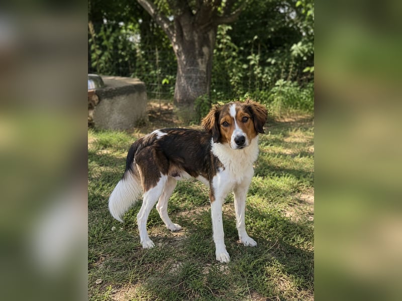 Cooper in 9100 Herisau sucht neues Zuhause