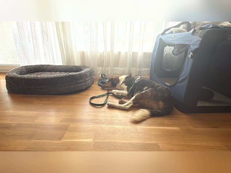 Cooper in 9100 Herisau sucht neues Zuhause