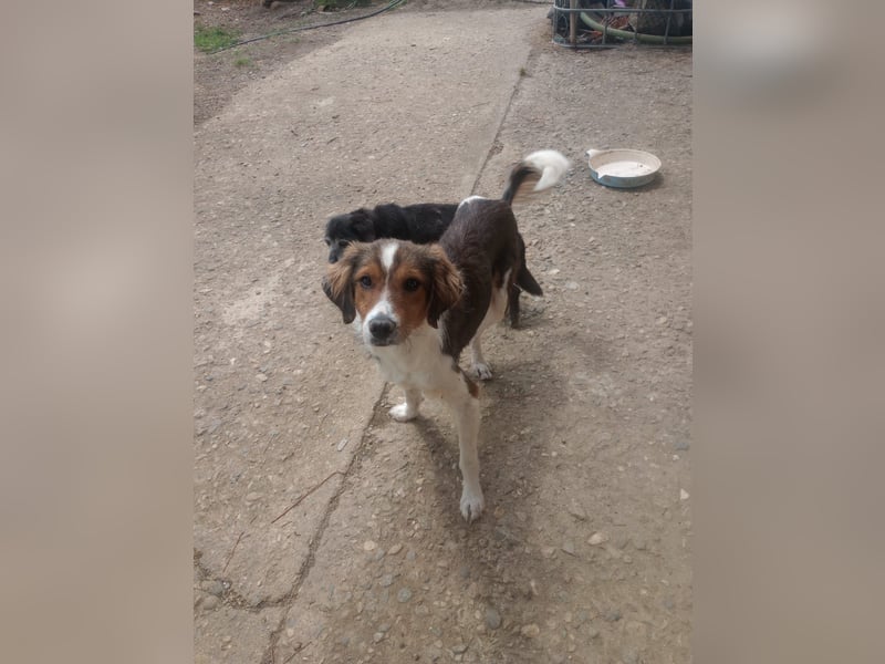 Cooper in 9100 Herisau sucht neues Zuhause