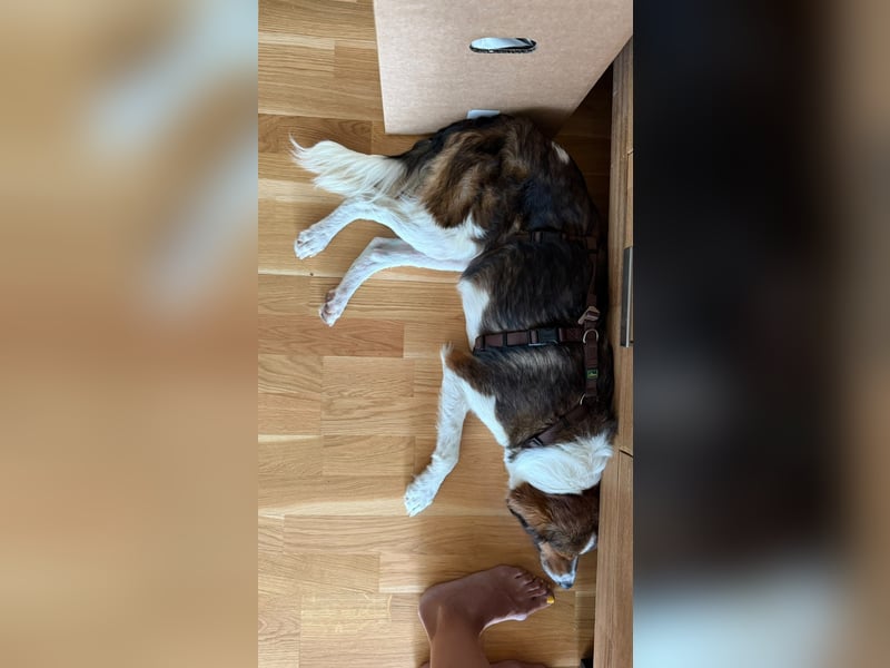 Cooper in 9100 Herisau sucht neues Zuhause