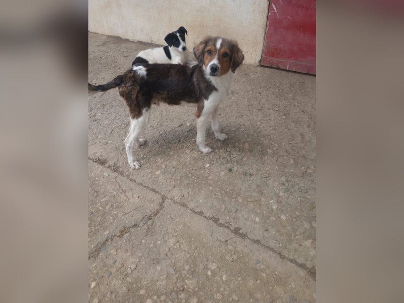 Cooper in 9100 Herisau sucht neues Zuhause
