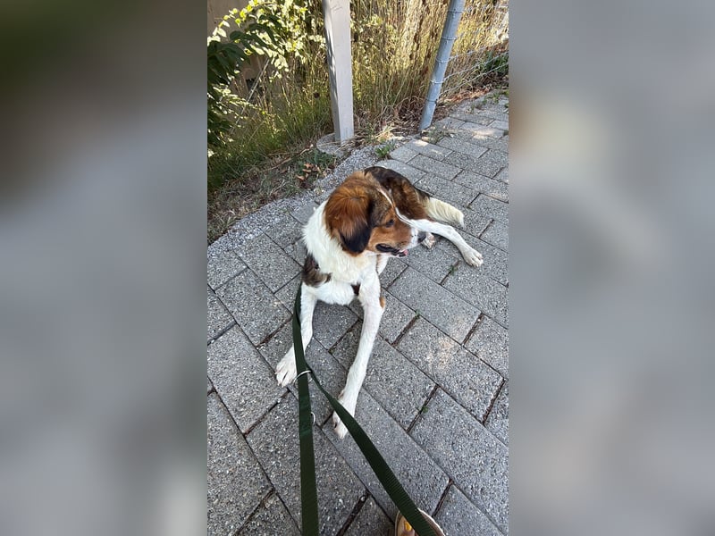 Cooper in 9100 Herisau sucht neues Zuhause