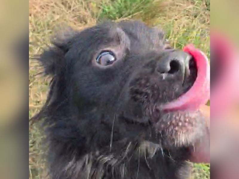 Blacky - herzensguter Schatz