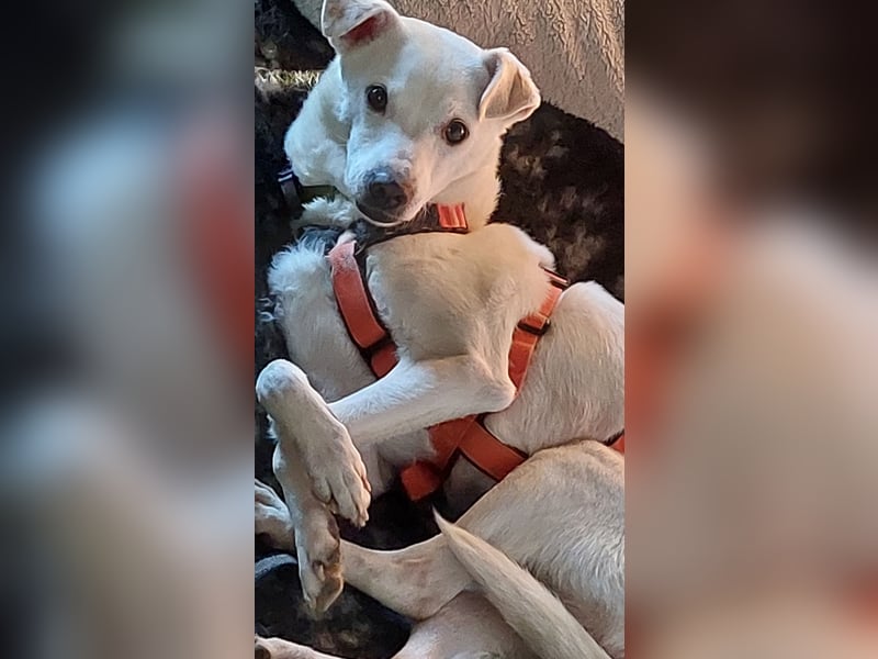 Chance - sooo tapfer