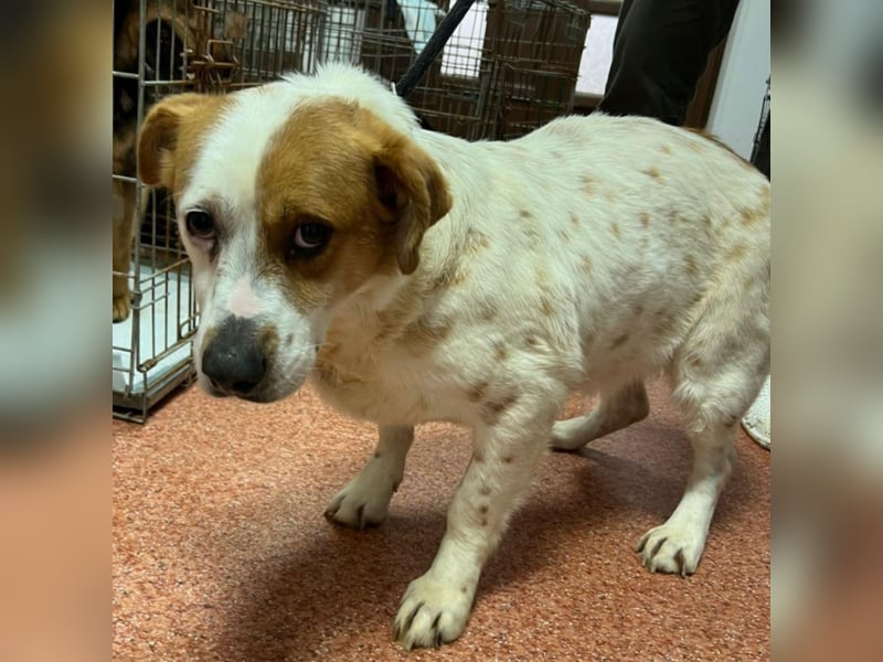 Sia - katzenverträglich