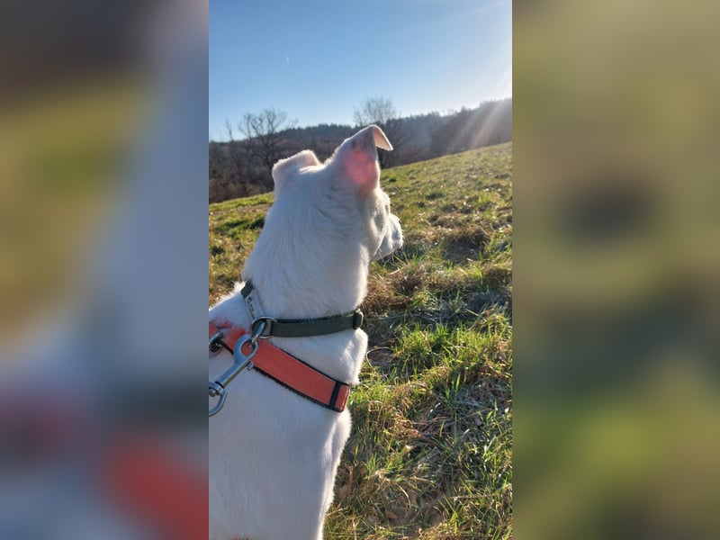 Chance - sooo tapfer