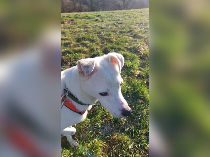 Chance - sooo tapfer