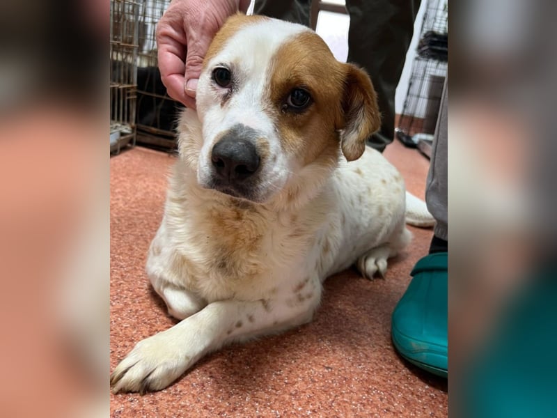 Sia - katzenverträglich