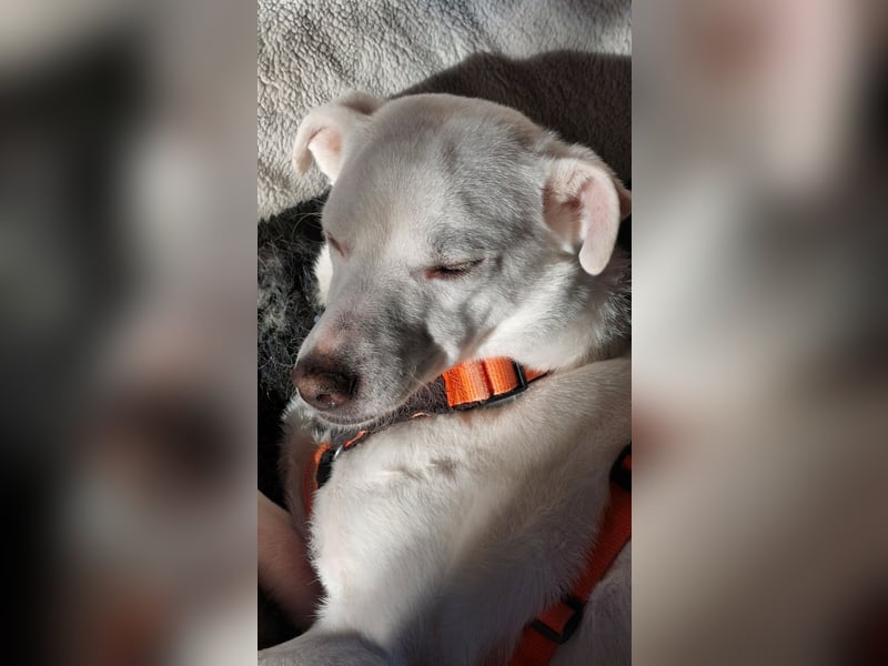 Chance - sooo tapfer