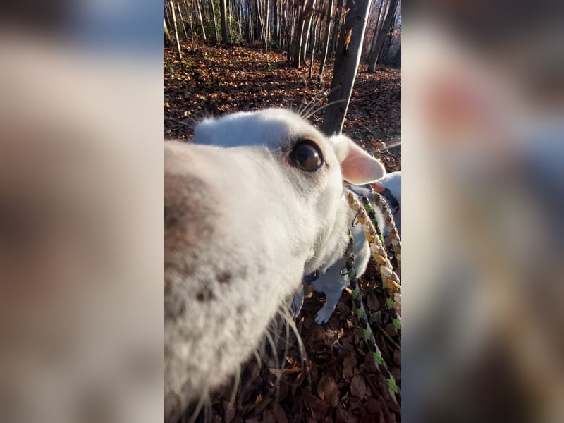 Chance - sooo tapfer