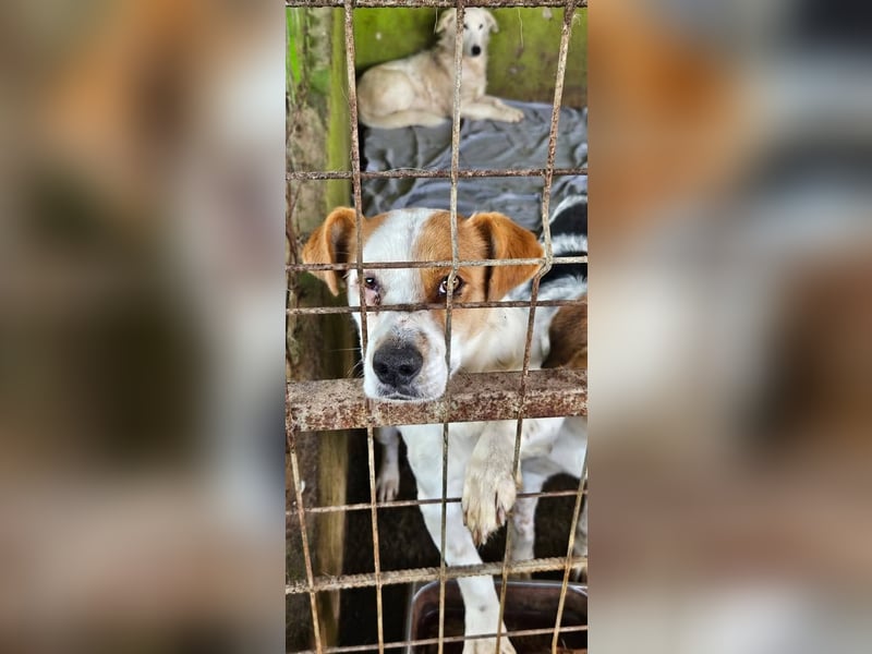 Sia - katzenverträglich