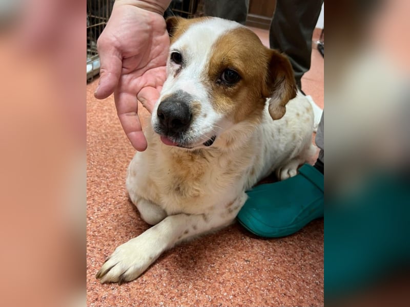 Sia - katzenverträglich