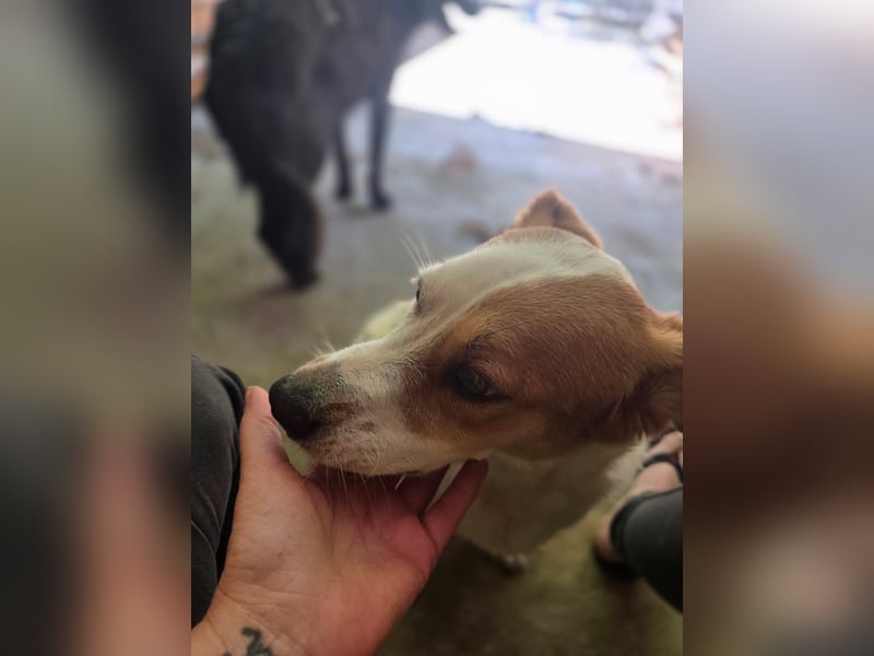 Sia - katzenverträglich