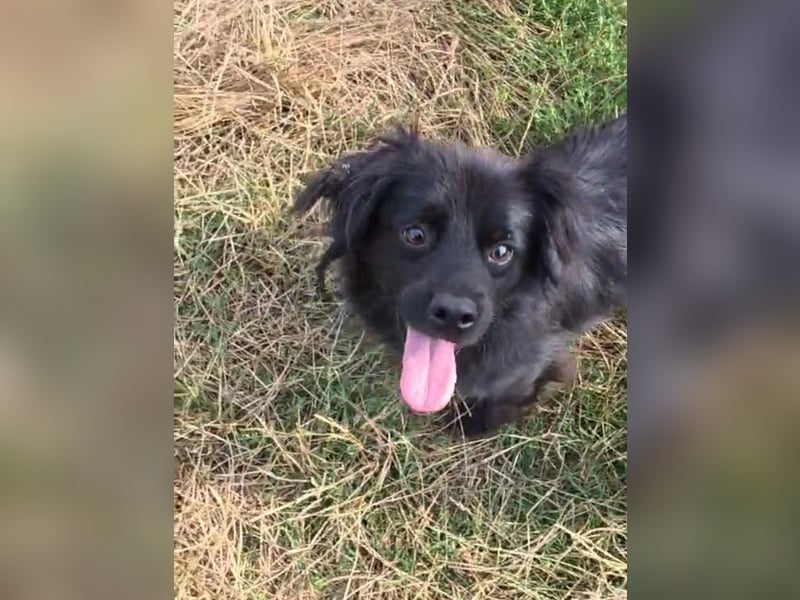 Blacky - herzensguter Schatz