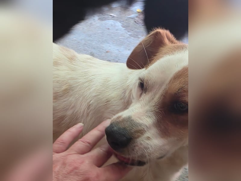 Sia - katzenverträglich