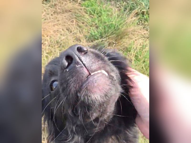 Blacky - herzensguter Schatz