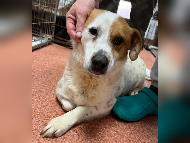 Sia - katzenverträglich