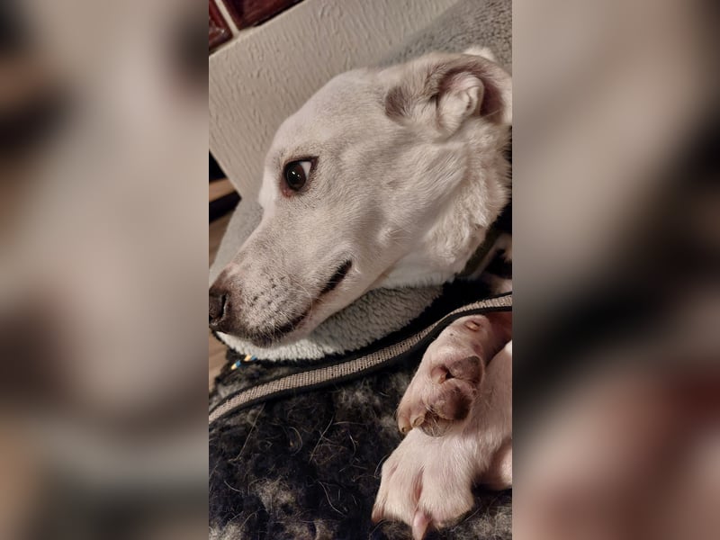 Chance - sooo tapfer