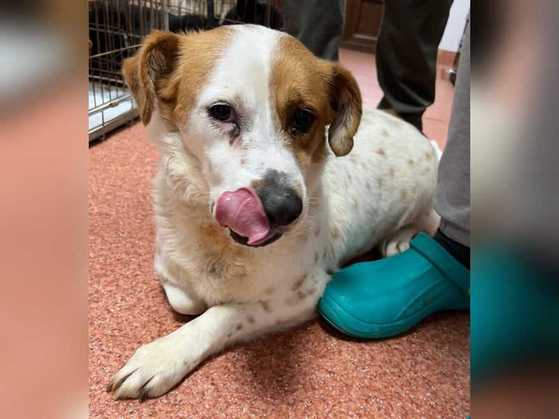 Sia - katzenverträglich