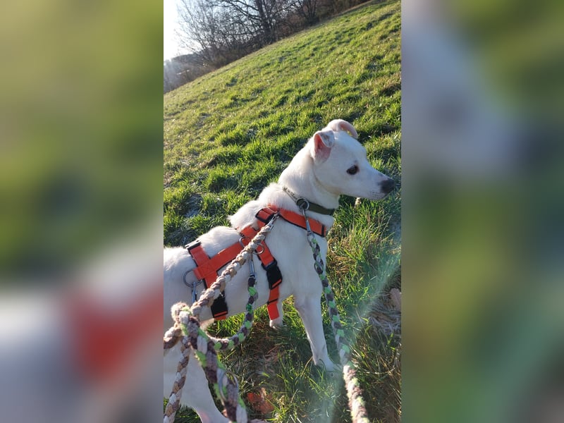 Chance - sooo tapfer