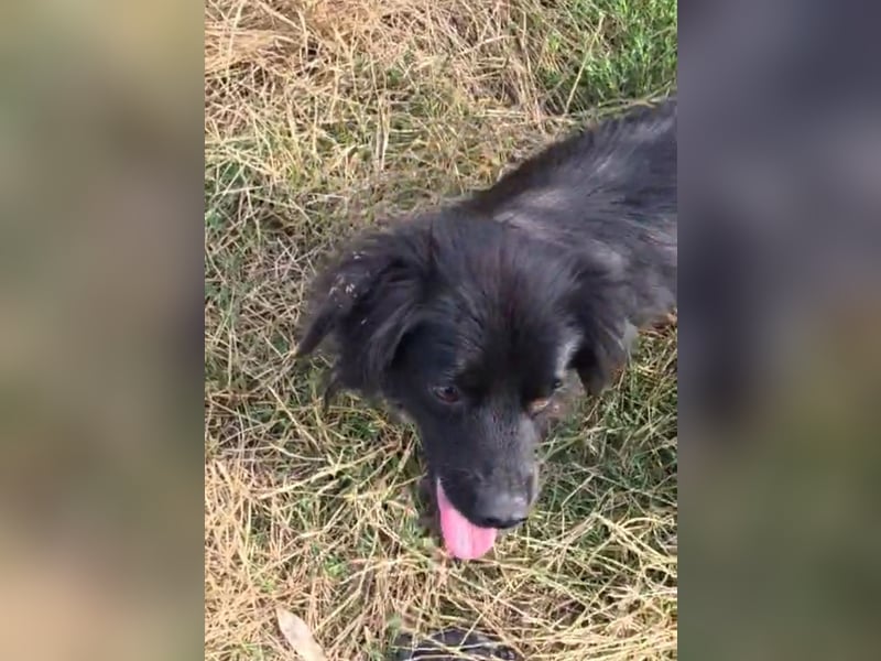 Blacky - herzensguter Schatz