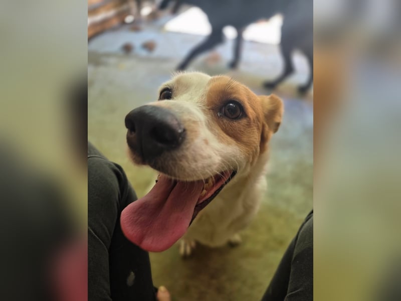 Sia - katzenverträglich