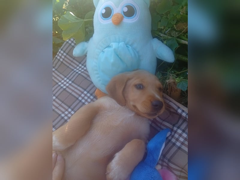Junghund GIACOMO sucht sein Körbchen