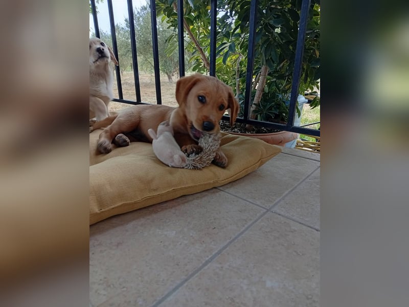 Junghund GIACOMO sucht sein Körbchen