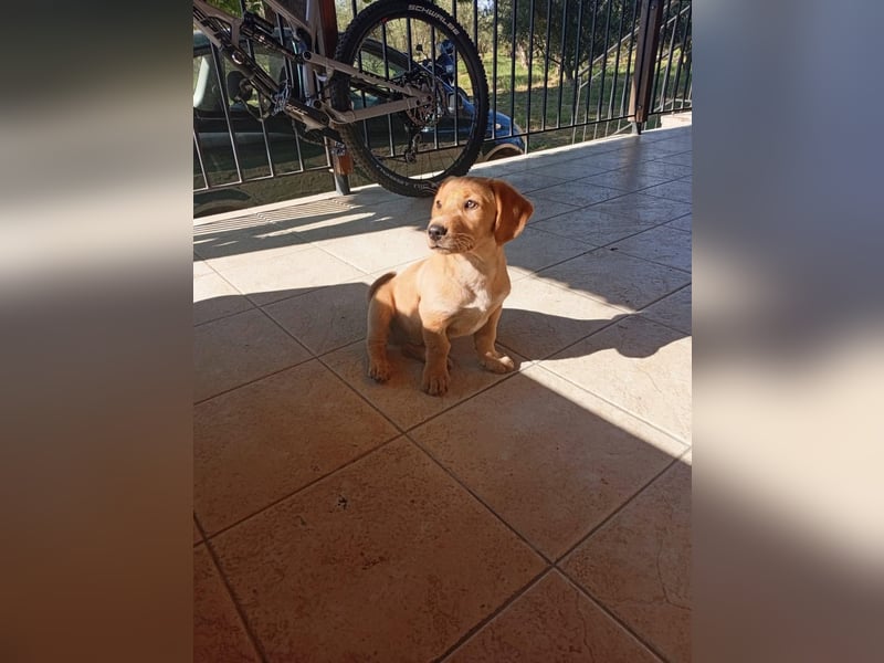 Junghund GIACOMO sucht sein Körbchen