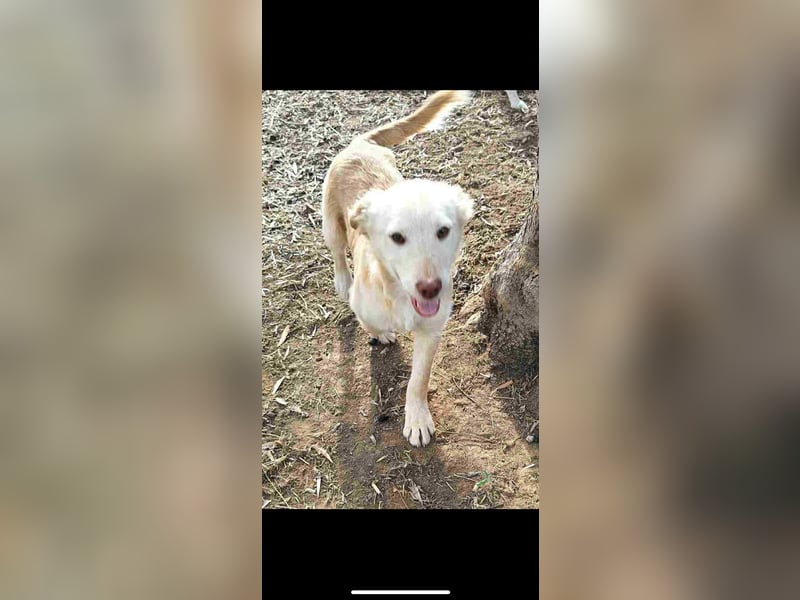 Pfiffiger Kokoni Mix Junge sucht seine Familie