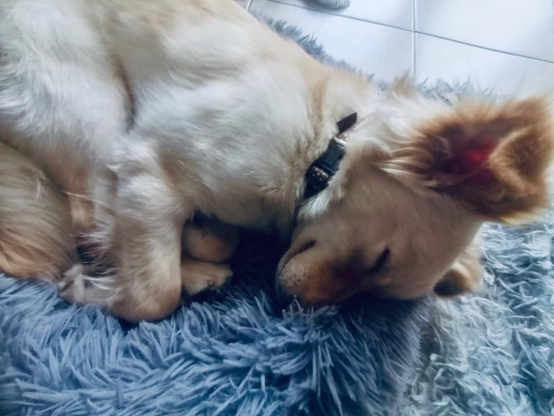 Fröhliche Kokoni Mix Maya sucht passende Familie