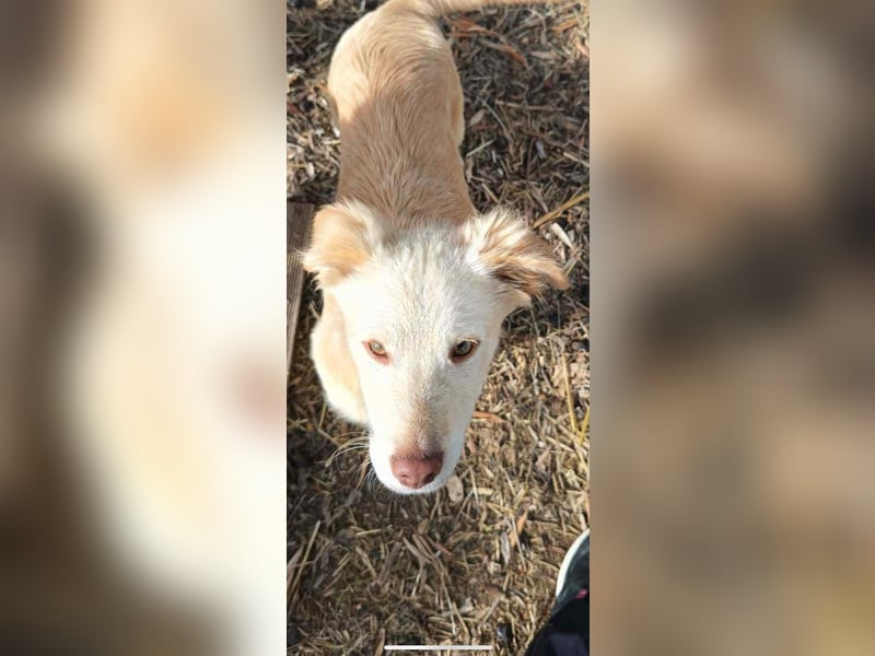 Pfiffiger Kokoni Mix Junge sucht seine Familie