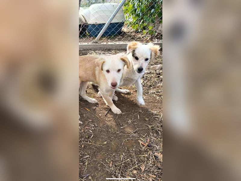 Pfiffiger Kokoni Mix Junge sucht seine Familie