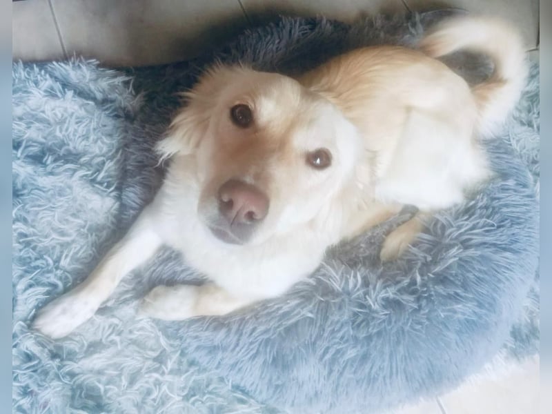 Fröhliche Kokoni Mix Maya sucht passende Familie