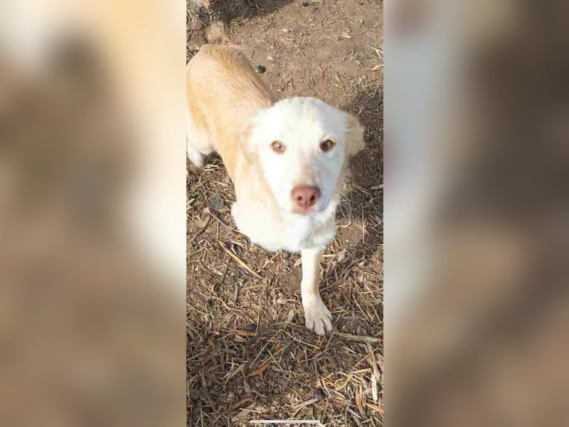 Pfiffiger Kokoni Mix Junge sucht seine Familie