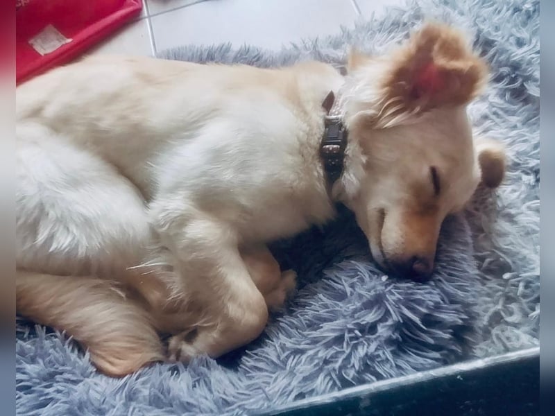 Fröhliche Kokoni Mix Maya sucht passende Familie