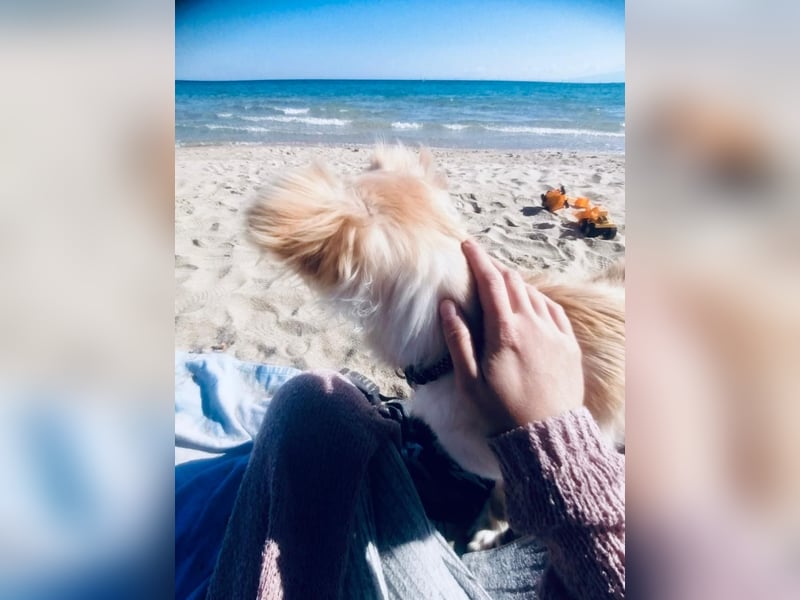 Fröhliche Kokoni Mix Maya sucht passende Familie