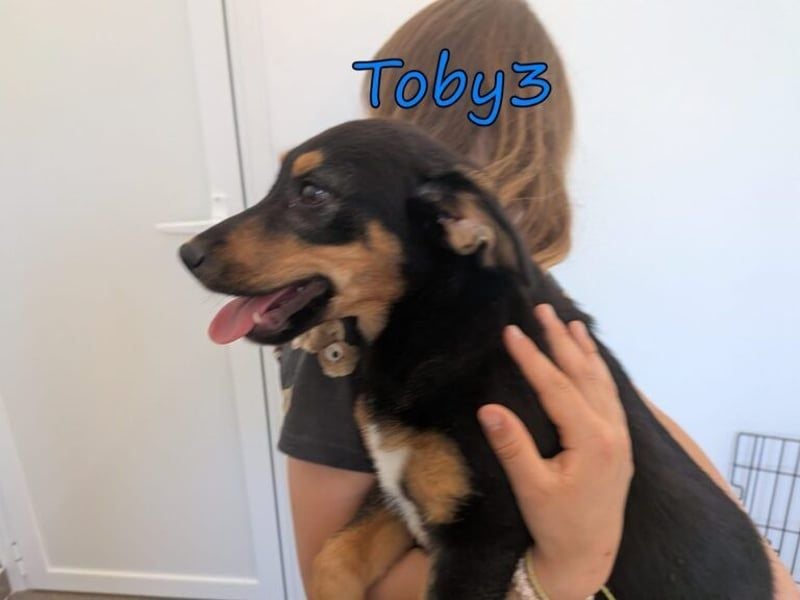 Toby3 geb. 03/2026 (in Deutschland) - aufgeweckter kleiner Charmeur sucht seinen Wirkungskreis!