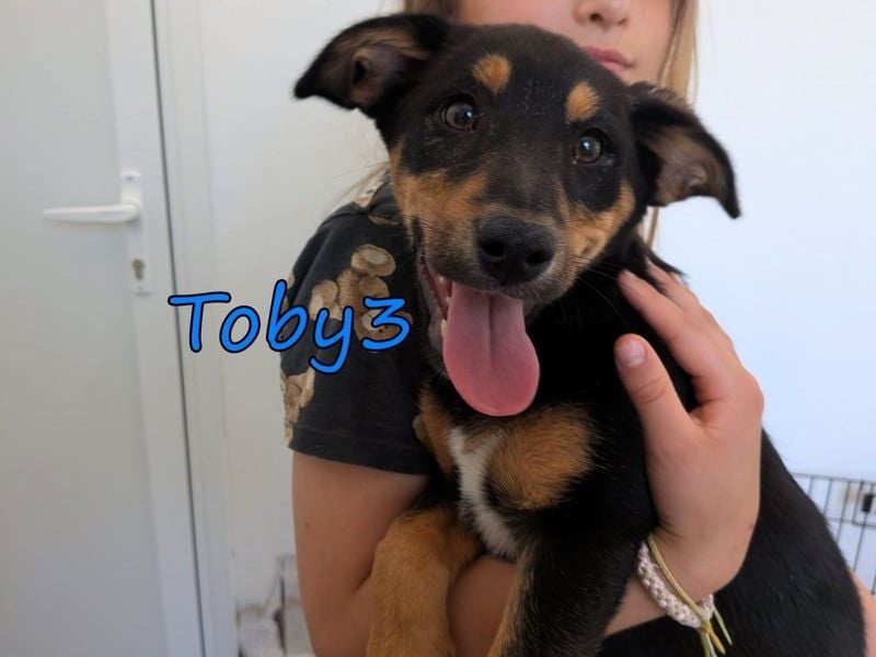Toby3 geb. 03/2026 (in Deutschland) - aufgeweckter kleiner Charmeur sucht seinen Wirkungskreis!