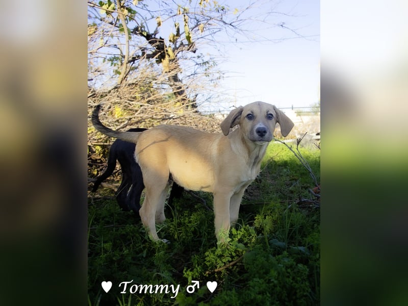 Tommy sucht ab Januar ein Zuhause