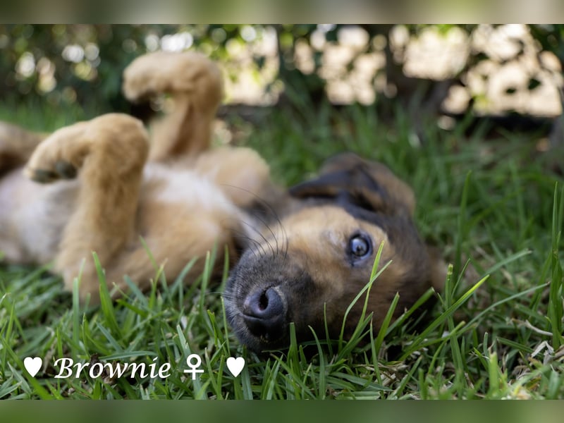 Baja,  Bambi, Scorpio und   Brownie suchen ab August ein Zuhause
